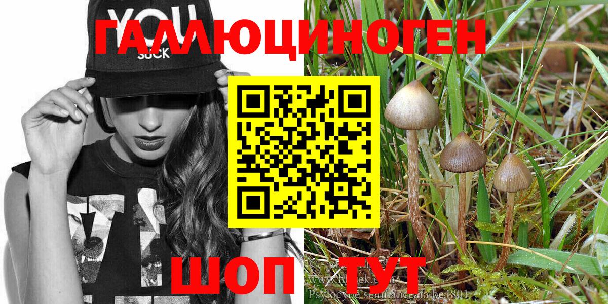 Псилоцибиновые грибы Psilocybine cubensis Коркино